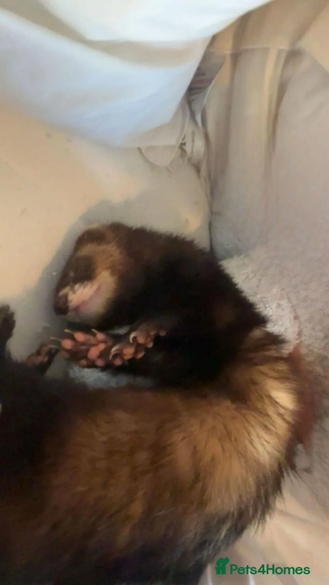 Ferret rodents for sale: Male ferret - Advert 2