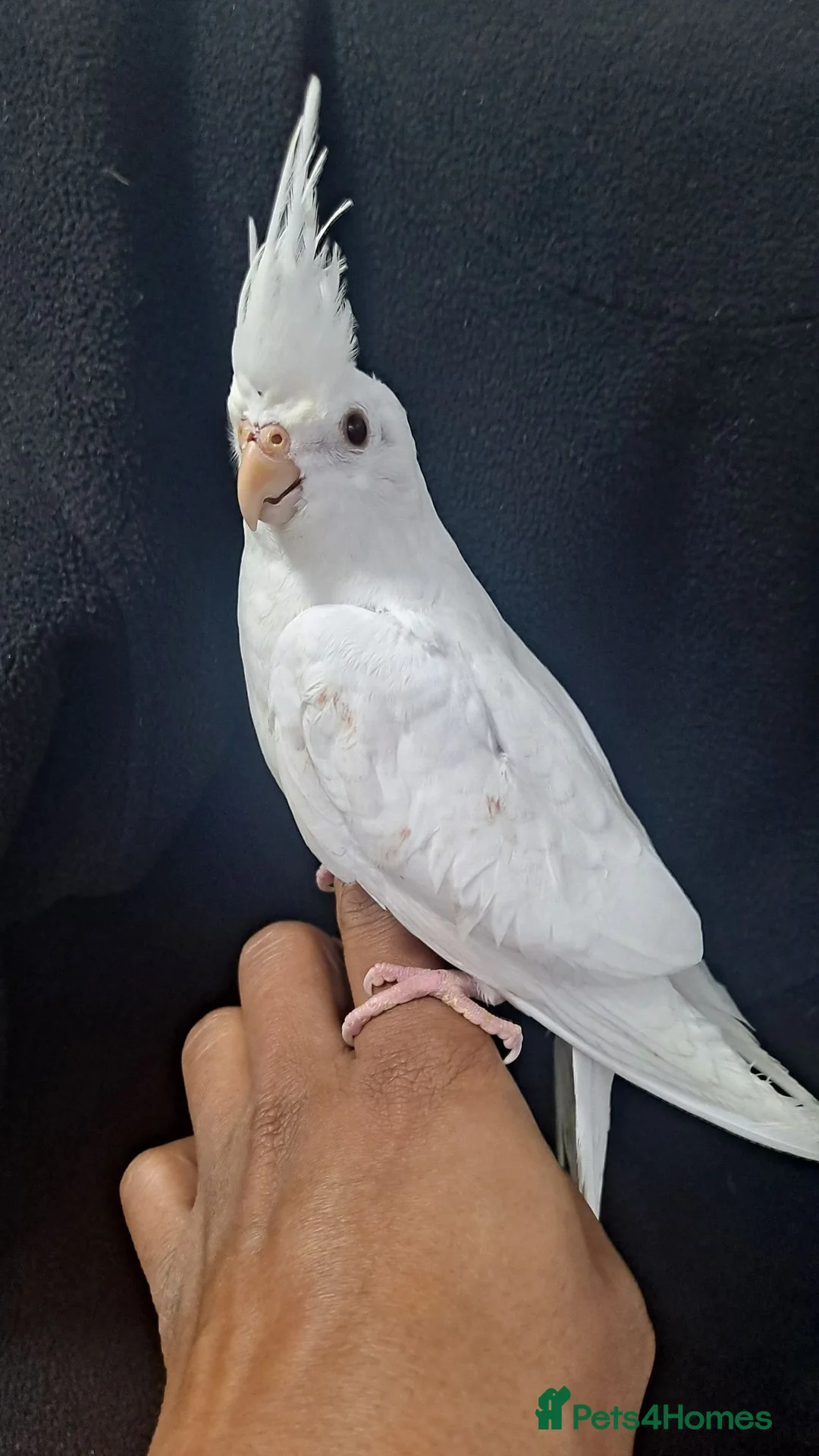 Cockatiels birds for sale: Hand tamed friendly baby cockatiels for sale - Advert 1