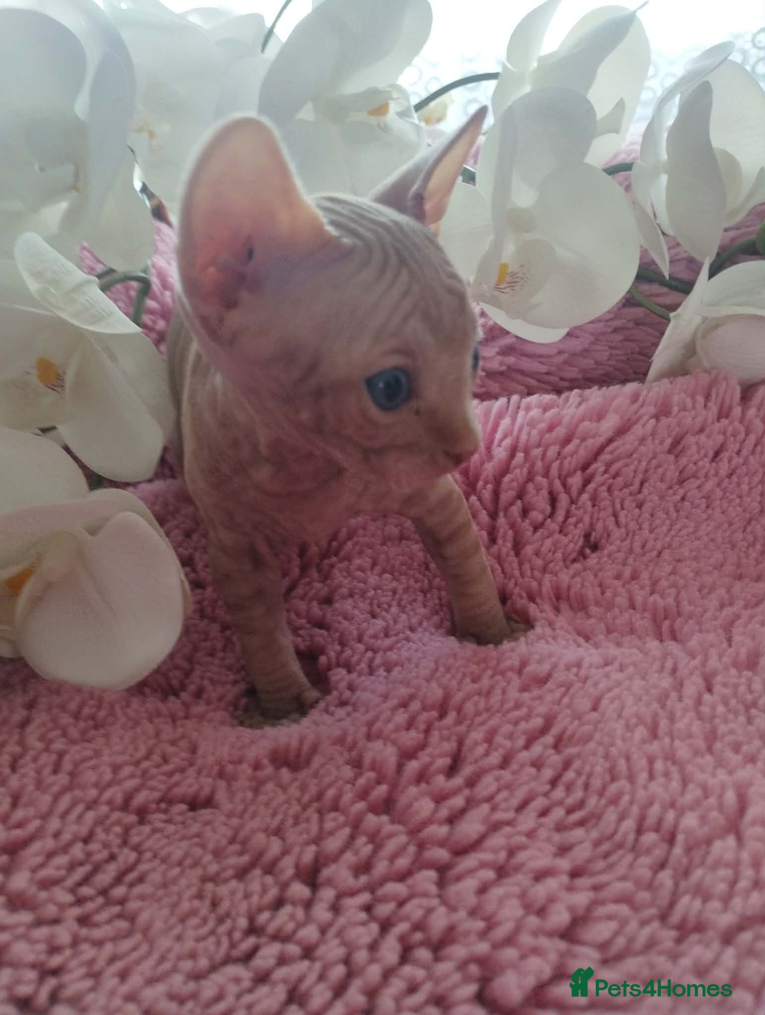 Sphynx cats Beautiful kittens - Advert 6