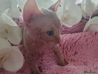 Sphynx cats Beautiful kittens - Advert 6