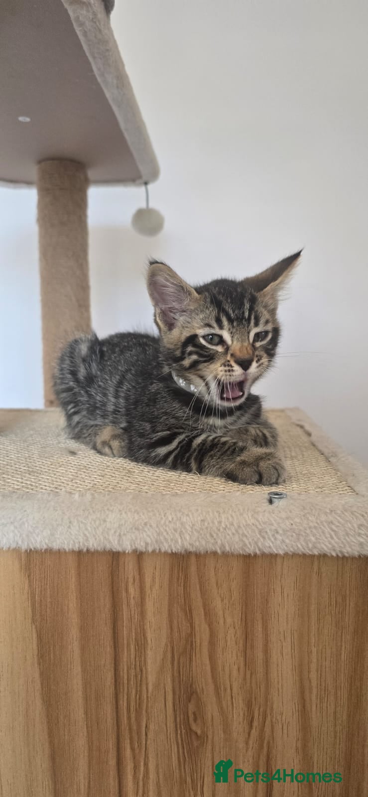 Mixed Breed cats Last Kitten ready to go now! - Advert 2