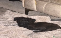 Mixed Breed dogs for sale: Chihuahua x Jack Russell - Image 1