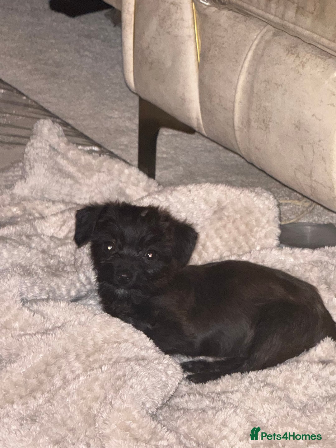 Mixed Breed dogs for sale: Chihuahua x Jack Russell - Image 1
