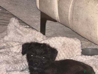 Mixed Breed dogs - Advert 18