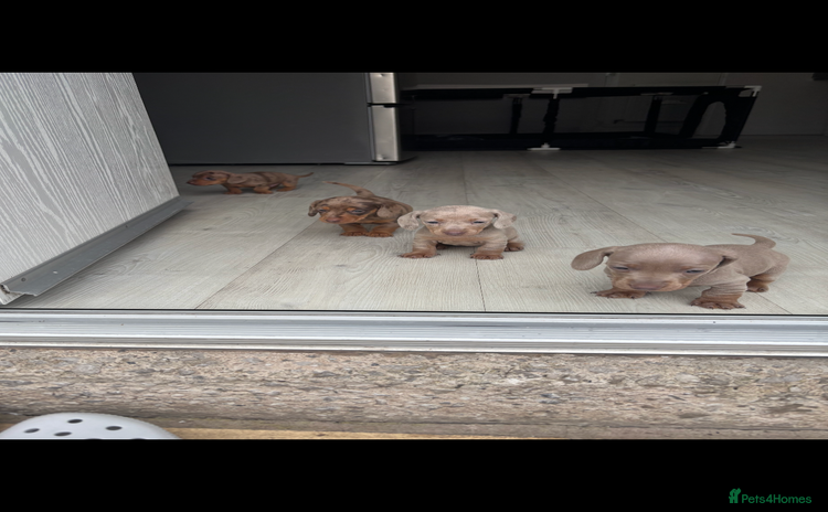 Dachshund dogs - Advert 16