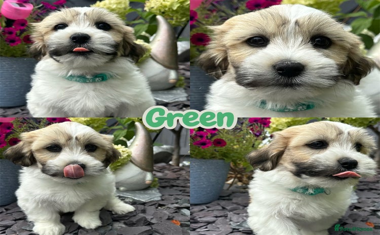 Mixed Breed dogs - Advert 2