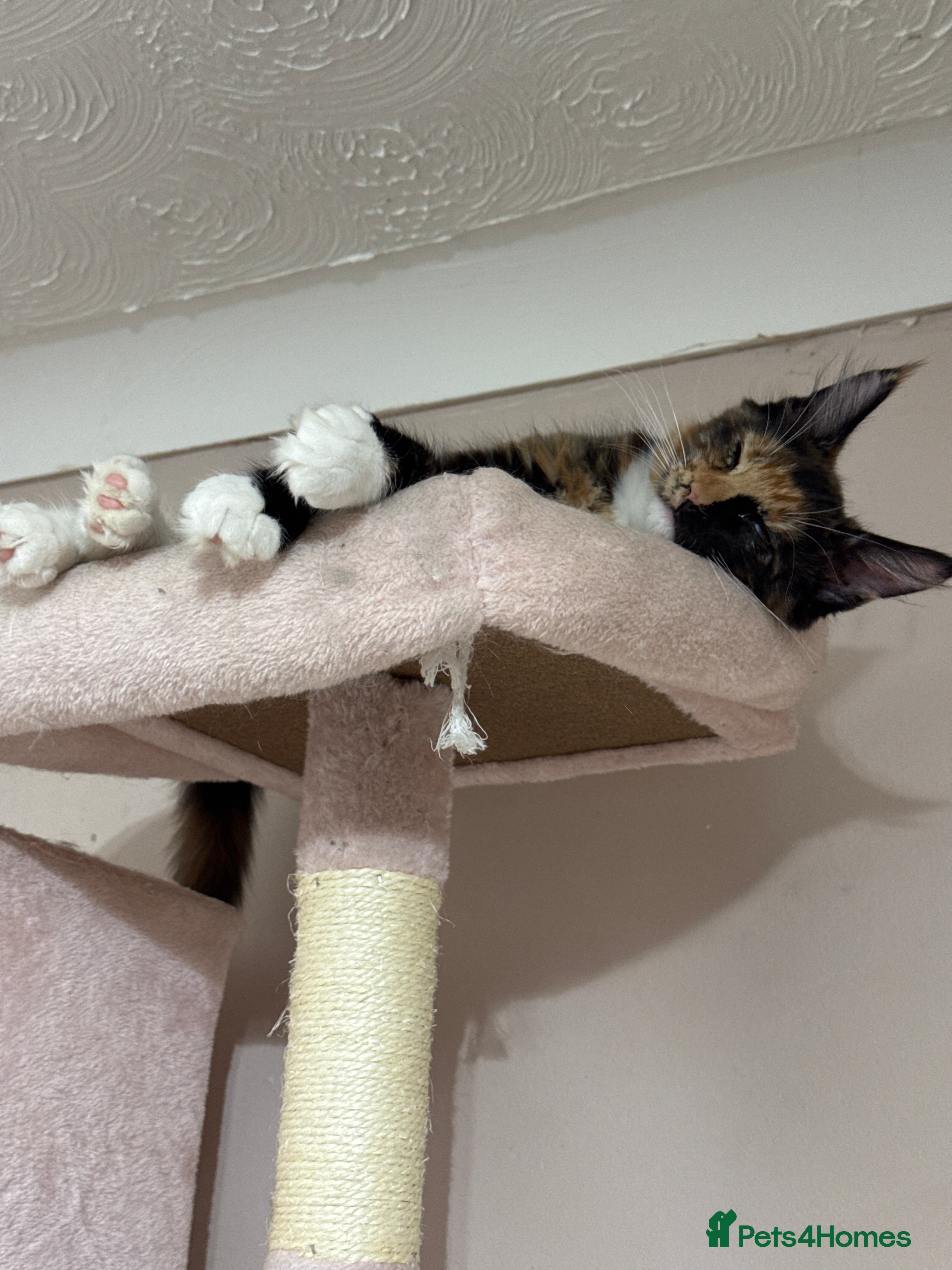 Maine Coon cats READY NOW! PEDIGREE MAINE COON GIRL  - Advert 17