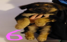 German Shepherd dogs for sale: Stunning litter of german shepherd puppies - Image 6