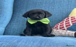 Goldador dogs for sale: Golden retriever x Labrador Retriever puppies - Image 5