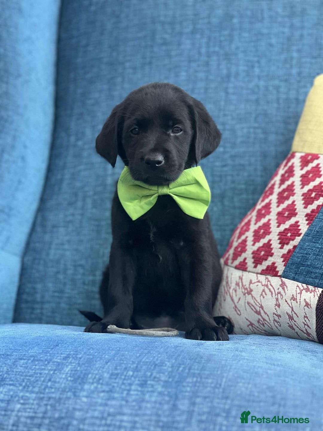 Goldador dogs for sale: Golden retriever x Labrador Retriever puppies - Image 5