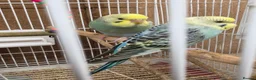 Budgerigars birds for sale: Baby Budgies - Advert 4
