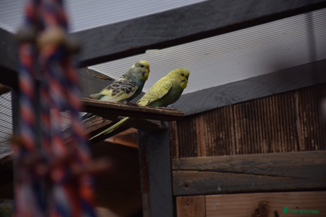 Budgerigars birds for sale: Aviary Bred Budgie Chicks 12 Weeks - Image 12