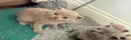 British Shorthair cats for sale: 💙Male kittens ready now💙 - Advert 15