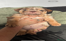 English Bulldog dogs for sale: 🔥READY TO LEAVE🔥 REDUCED🔥 - Image 23
