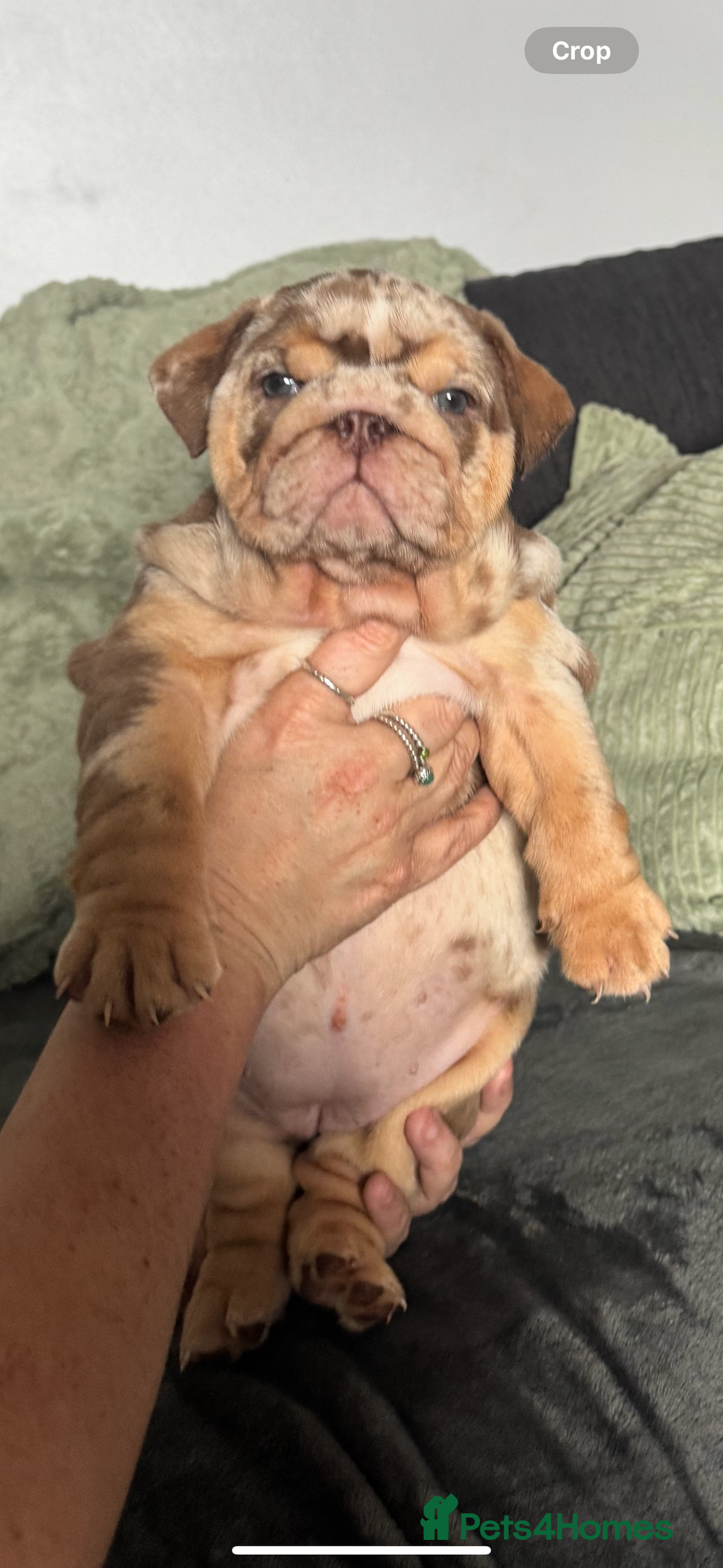 English Bulldog dogs for sale: 🔥READY TO LEAVE🔥 REDUCED🔥 - Image 23