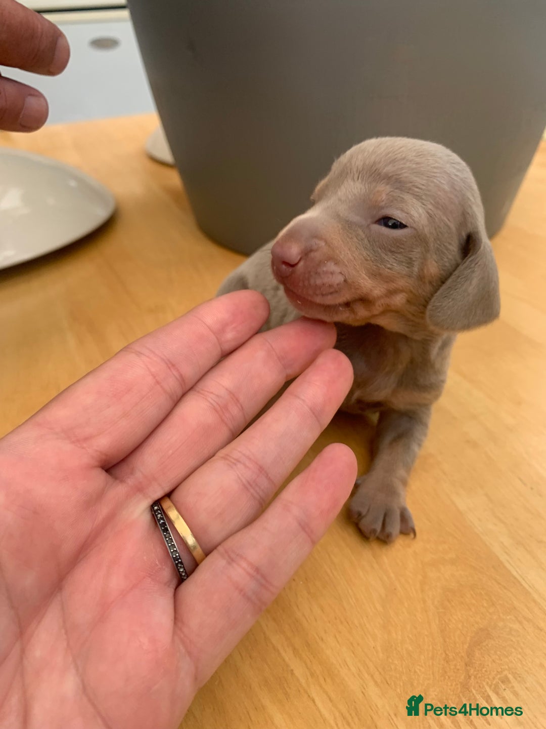 Dachshund dogs for sale: Miniature dachshunds  - Image 10