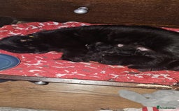 Domestic Shorthair cats for sale: 2 black kittens - Image 1