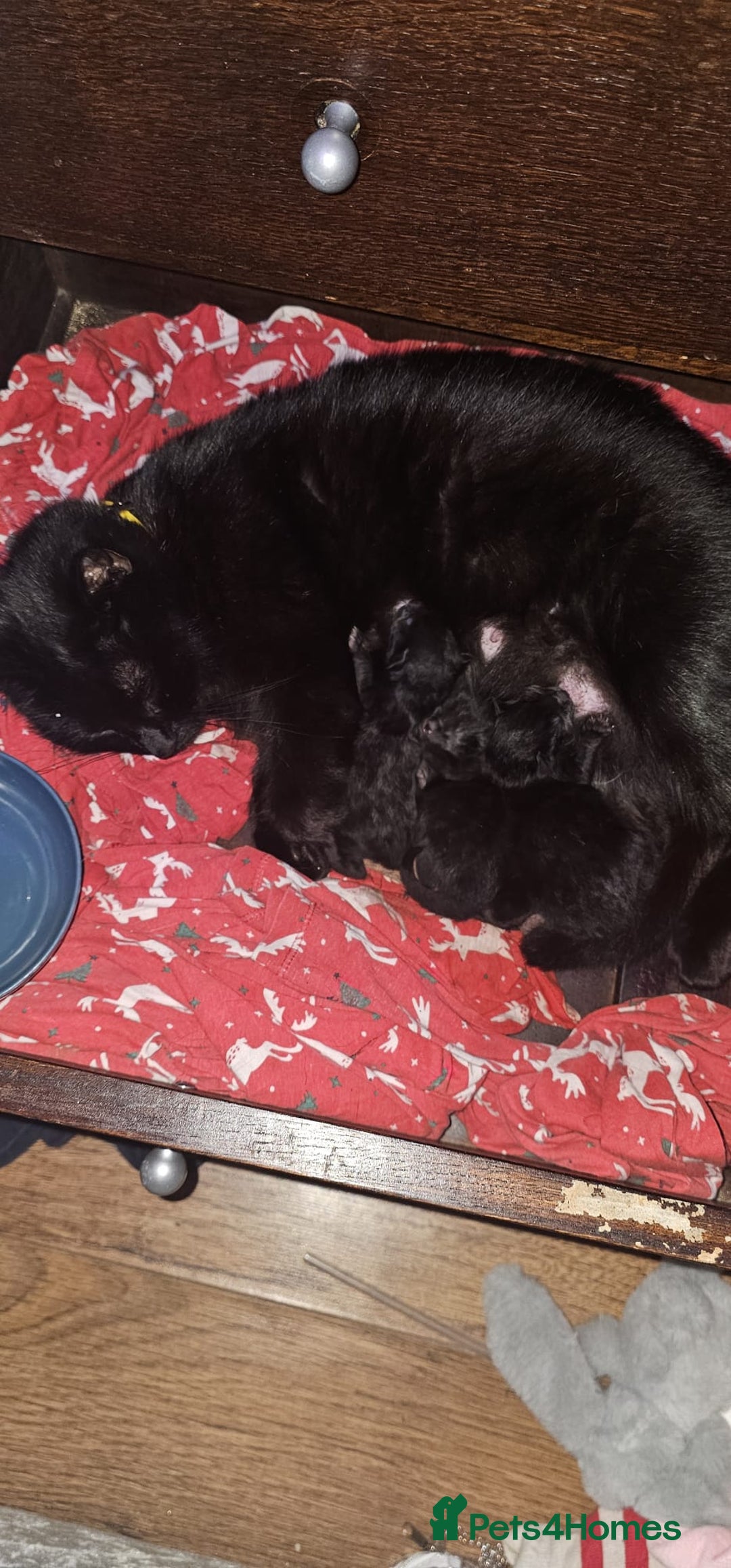 Domestic Shorthair cats for sale: 2 black kittens - Image 1
