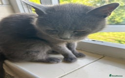 Mixed Breed cats for sale: Black Kittens  - Image 3
