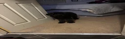 Cavapoo dogs for sale: Maisie moo - Advert 13