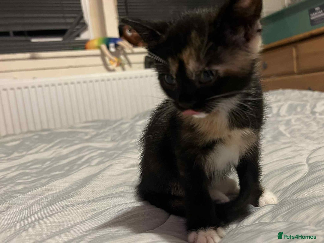 Mixed Breed cats for sale: British short hair cross kitties  - Image 1