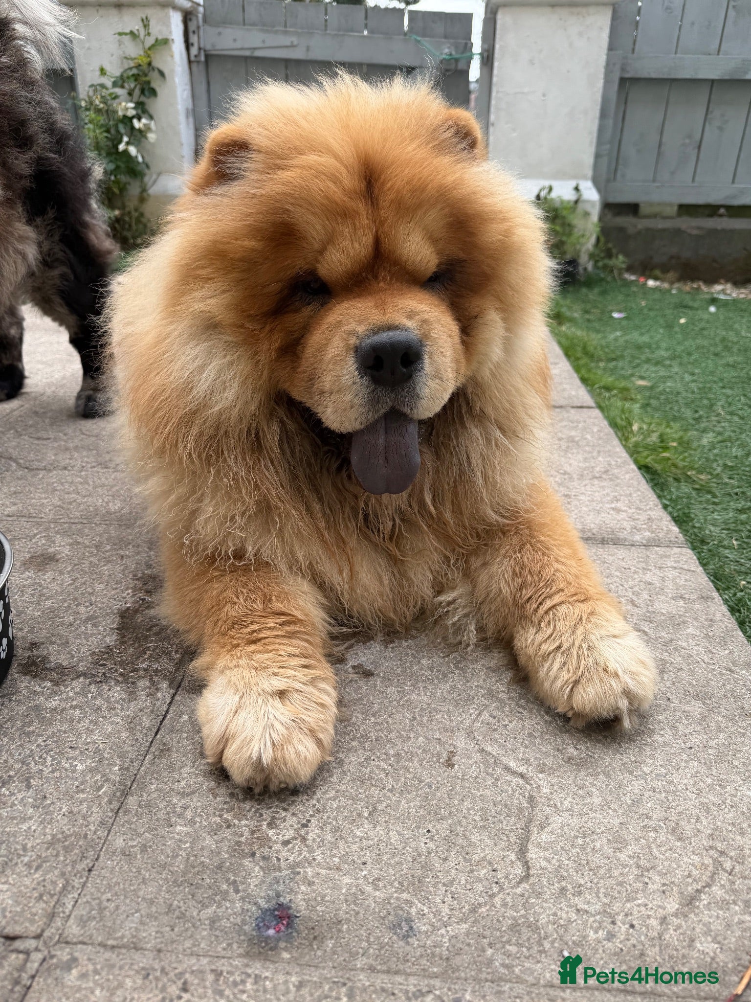 Chow Chow dogs Male chow stud  - Advert 1