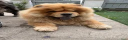 Chow Chow dogs for stud: Male chow stud  - Advert 1