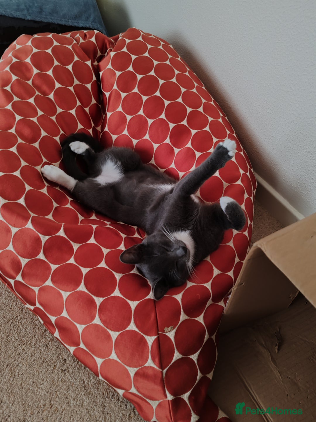 Mixed Breed cats for sale: Grey tuxedo 9 month kitten for a loving home  - Image 6