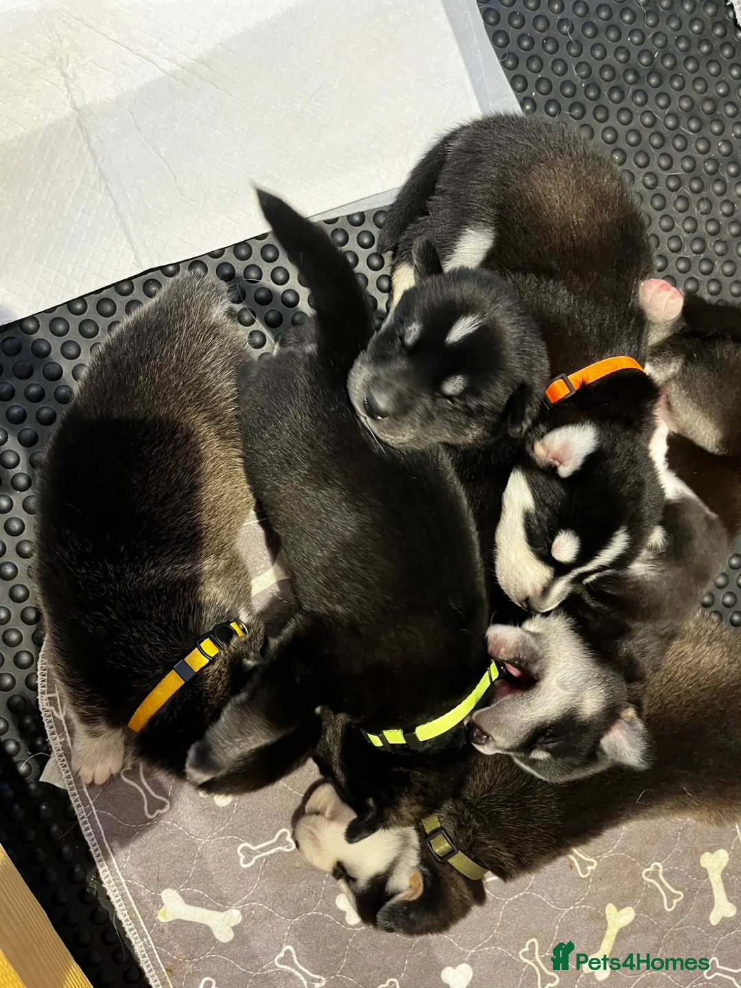 Mixed Breed dogs for sale: 3/4 husky puppies  - Advert 1