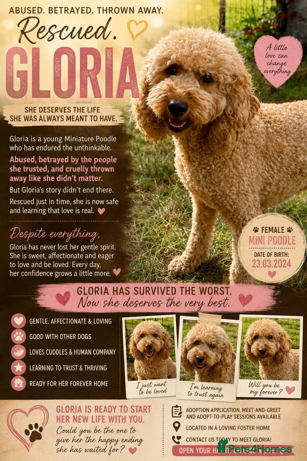 Standard Poodle dogs for adoption: 🐾 GLORIA – Female Miniature Poodle 🐾 in Caterham - Advert 2