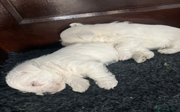 West Highland Terrier dogs for sale: GORGEOUS West Highland puppies - Image 5