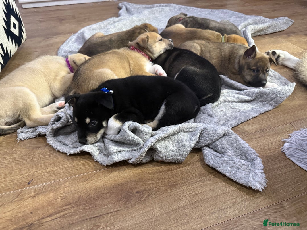 Mixed Breed dogs for sale: Malamute x puppies - Advert 4