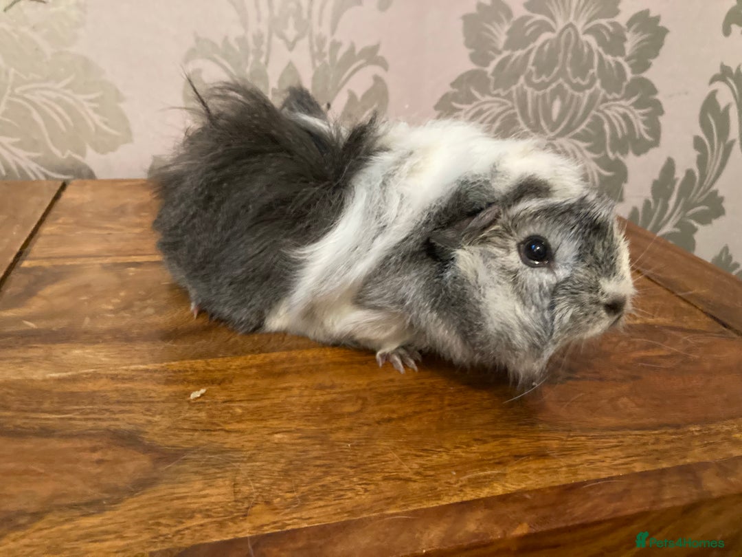 Guinea Pig rodents for sale: FEMALE Guinea pigs  - Advert 11