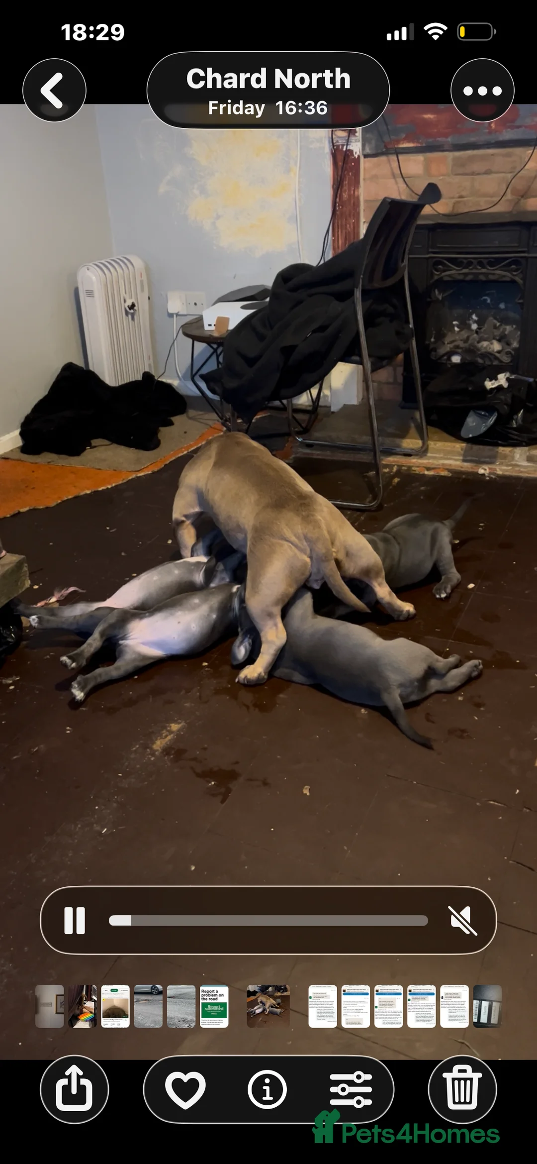 Mixed Breed dogs for sale: Pocket bully / Cane Corso pups  - Advert 13