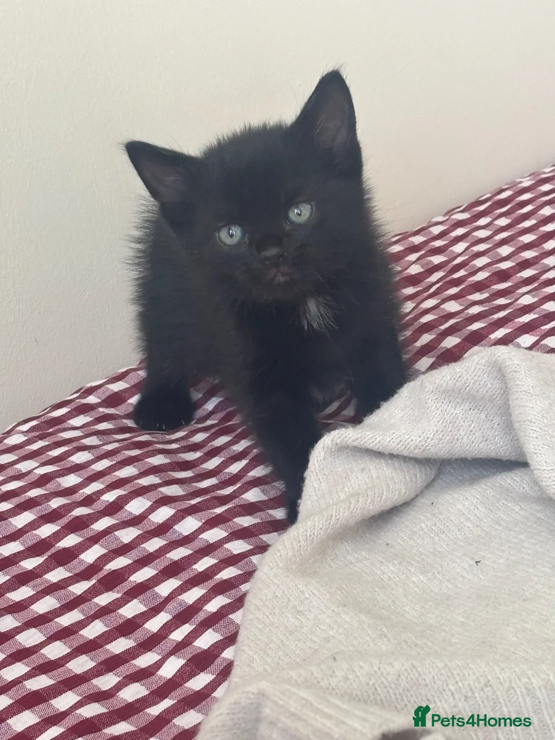 Domestic Shorthair cats for sale: 2 male black kittens for sale  - Advert 5