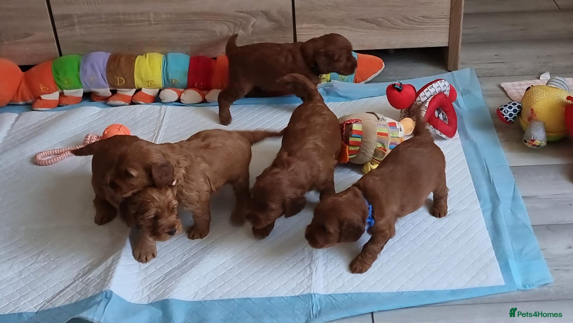 Cockapoo dogs F1 Cockapoo puppies fully DNA tested parents  - Advert 11
