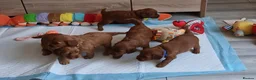 Cockapoo dogs for sale: F1 Cockapoo puppies fully DNA tested parents  - Advert 1