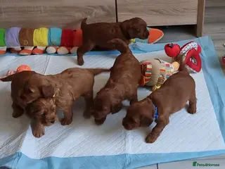 Cockapoo dogs F1 Cockapoo puppies fully DNA tested parents - Advert 11