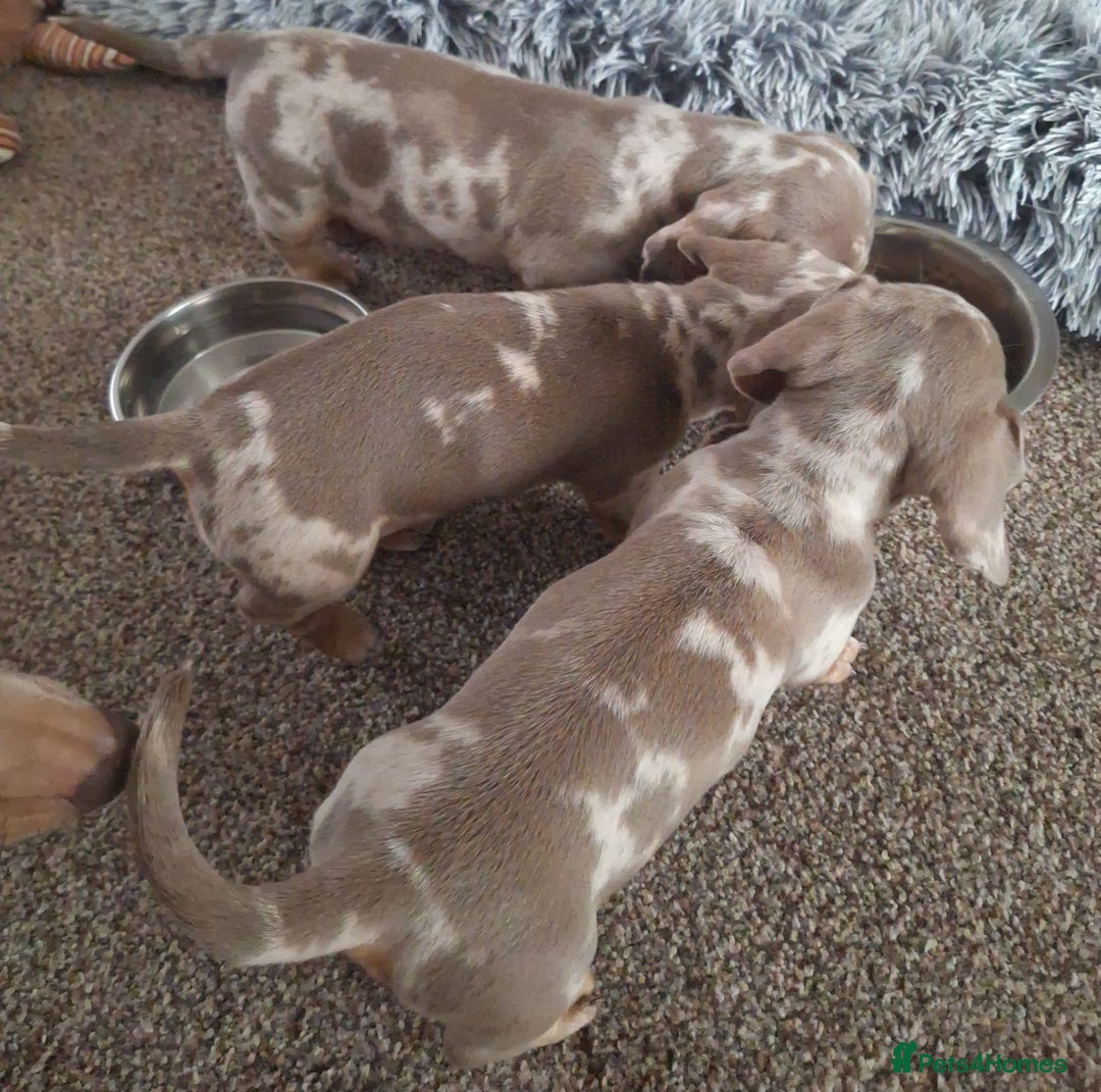 Miniature Dachshund dogs for sale: Adorable KC registered mini dachsund pups - Image 27