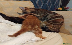 Mixed Breed cats for sale: 3 adorable 6 week old kittens. - Image 16