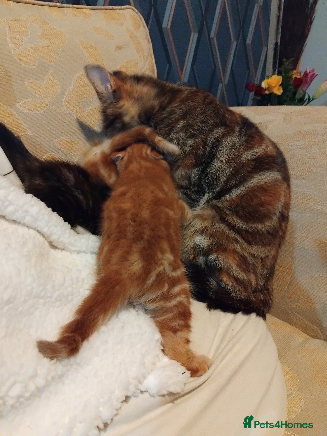 Mixed Breed cats for sale: 3 adorable 6 week old kittens. - Image 16