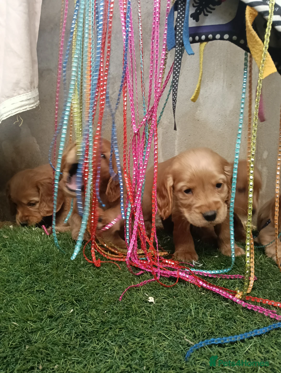 Cocker Spaniel dogs for sale: Quality Golden Show Type Cocker Spaniel puppies - Advert 7