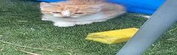 Mixed Breed cats for sale: Kittens/looking for loving homes 🐾 - Advert 3