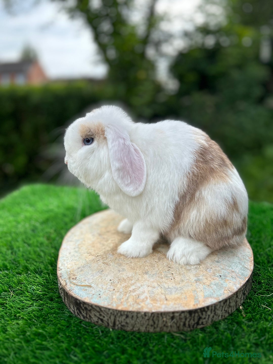 Mini Lop rabbits for sale: PUREBRED VACCINATED MINI LOP - Image 2