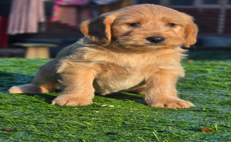 Labradoodle dogs F1 MINI LABRADOODLE - Advert 1