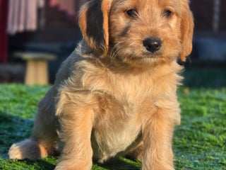 Labradoodle dogs for sale: F1 MINI LABRADOODLE - Advert 2