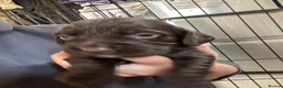 Sprocker dogs for sale: Lovely sprocker puppies  - Advert 4