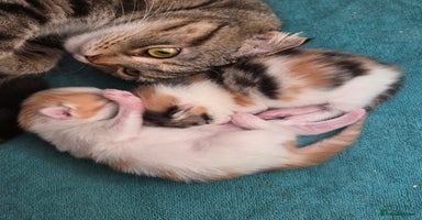 Scottish Fold cats - Advert 3
