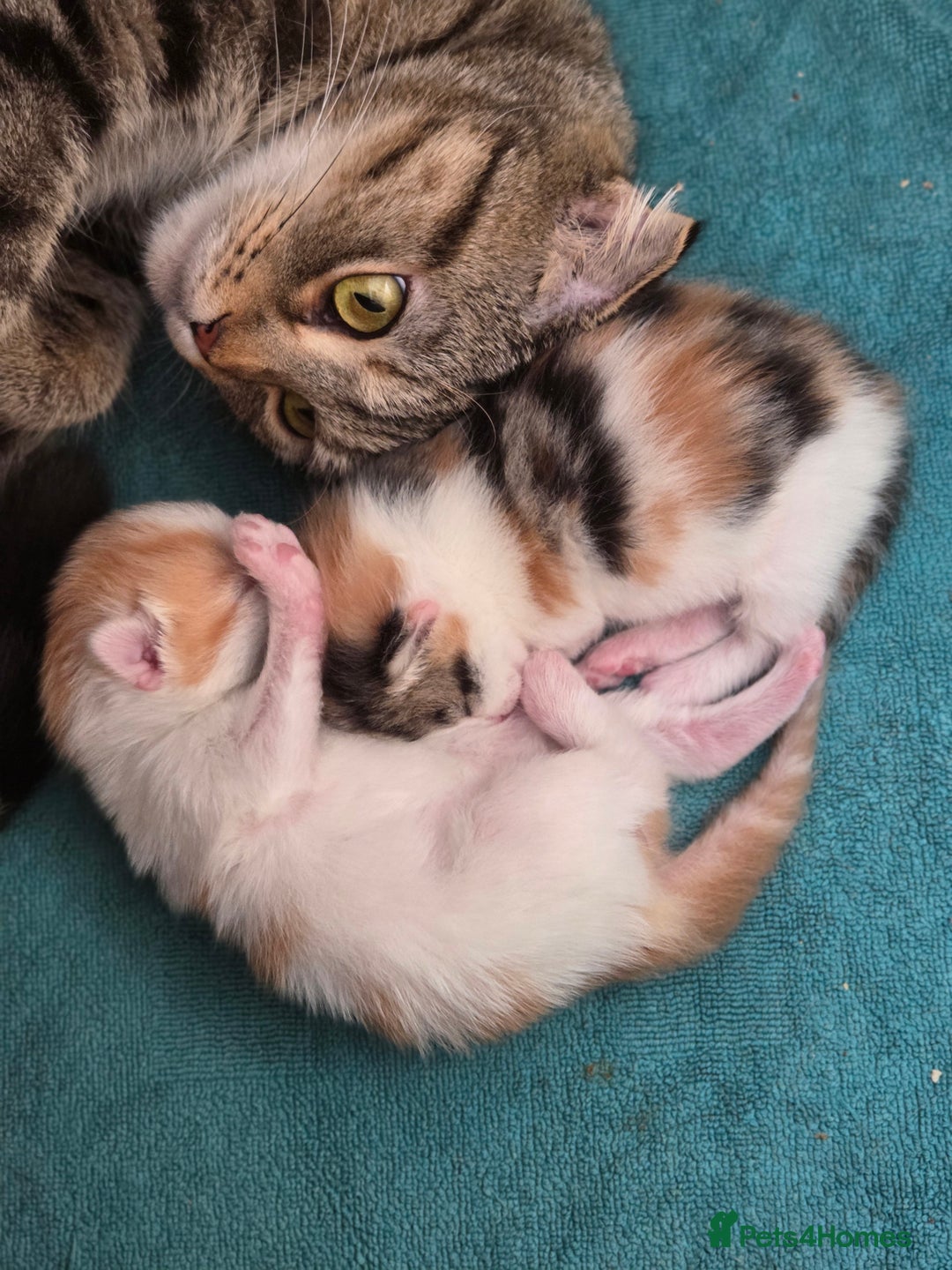 Scottish Fold cats for sale: Beautiful Scottish Folds - Image 9