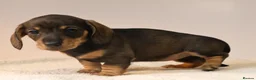 Miniature Dachshund dogs for sale: 5*Licensed+KC+PRAclear+VETchecked+Chocolate&Cream - Advert 11